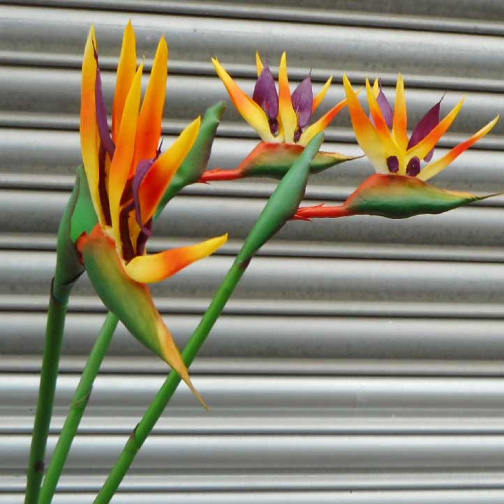 Artificial Birds of Paradise Medium 83cm Artificial Flowers